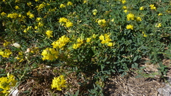 Medicago falcata, photograph (c) Michael Andresek, some rights reserved (CC BY)