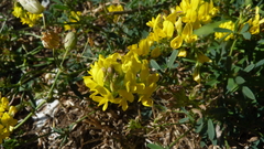 Medicago falcata, photograph (c) Michael Andresek, some rights reserved (CC BY)