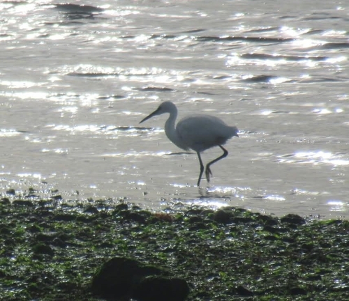 Little Egret