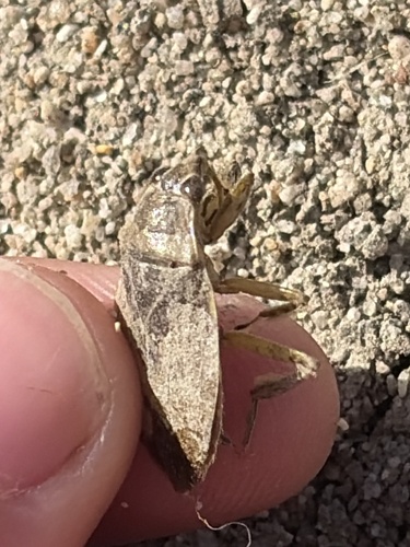 Belostoma