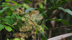Critoniinae
