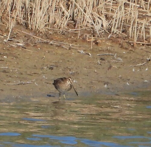 Common Snipe