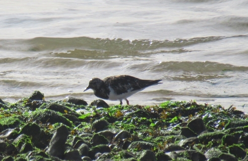 Ruddy Turnstone