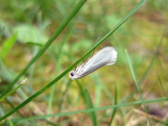 Tegeticula yuccasella