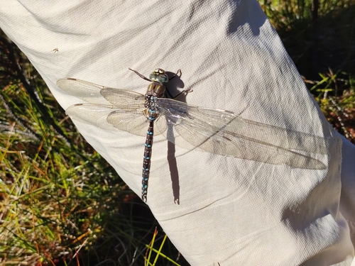 Sedge Darner