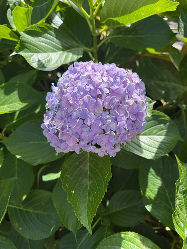 mophead hydrangea