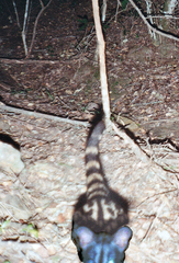 Genetta tigrina tigrina