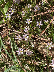 Petrorhagia saxifraga, photograph author not stated, no rights reserved