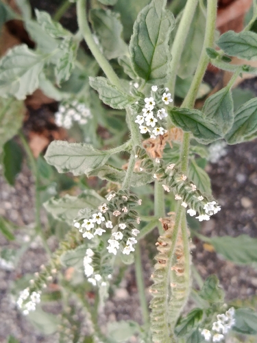 European heliotrope