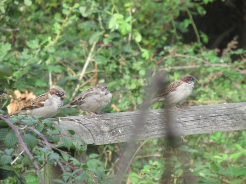 House Sparrow