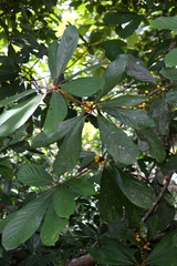 Actinodaphne glomerata