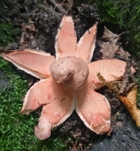 Rosy Earthstar