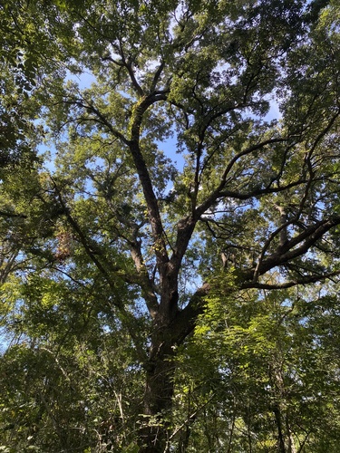 Quercus virginiana