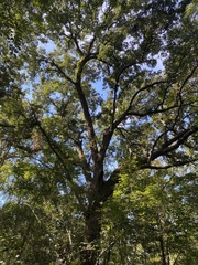 Quercus virginiana