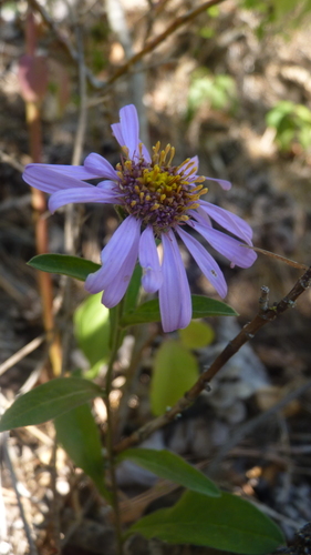 Aster amellus, photograph 2