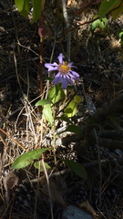 Aster amellus, photograph (c) Michael Andresek, some rights reserved (CC BY)