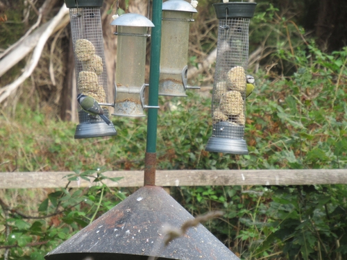 Eurasian Blue Tit