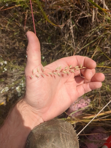 sideoats grama