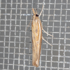 Fissicrambus intermedius