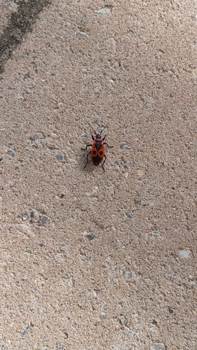 European Firebug
