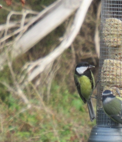 Great Tit