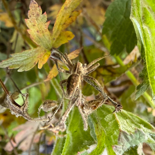 European Nursery Web spider