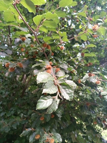 European beech