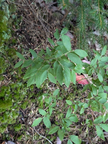 Vaccinium myrtilloides