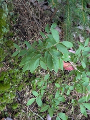 Vaccinium myrtilloides