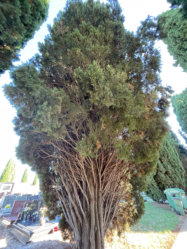 Cupressus sempervirens, photograph 3
