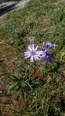 Aster amellus