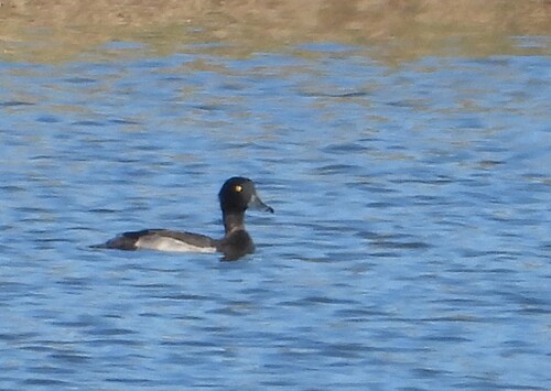 Tufted Duck