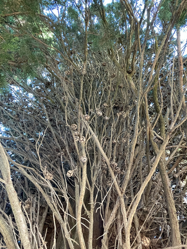 Cupressus sempervirens, photograph 2