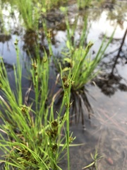 Rhynchospora capitellata