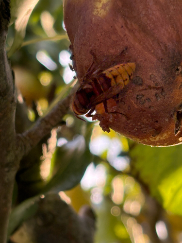 European Hornet