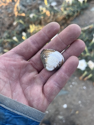 Asian Clam