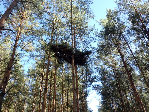 Pine Witches' Broom Phytoplasma