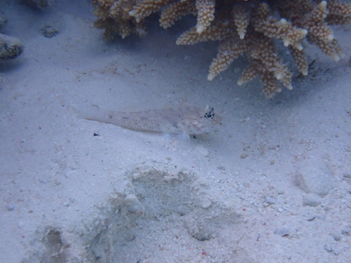 Fusigobius neophytus observed 2026-09-25