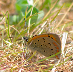 Lycaena ottomanus