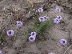 Junellia hookeriana