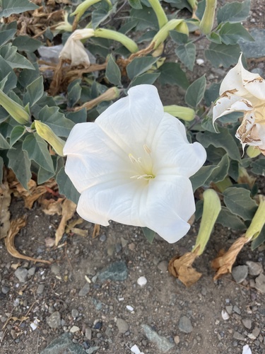 Sacred Datura