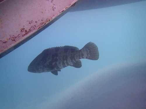 Epinephelus coioides observed 2026-09-25