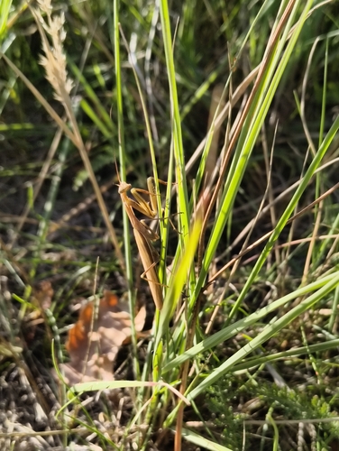 European Mantis