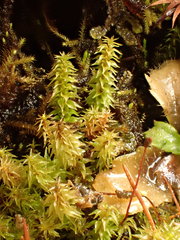 Diobelonella palustris