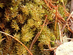 Diobelonella palustris