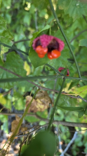 strawberry bush