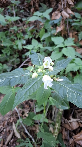 Himalayan balsam