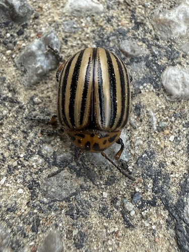 Colorado Potato Beetle