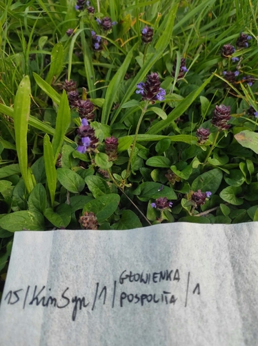 common selfheal