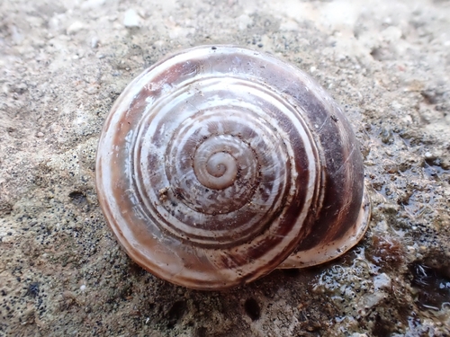 Chocolate-band Snail